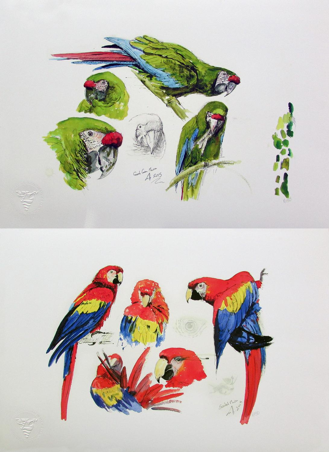 Igavel Auctions John Still Two Giclee Prints Studies Of Great Green Macaw 1 150 Scarlet Macaw 1 150 Mcf1